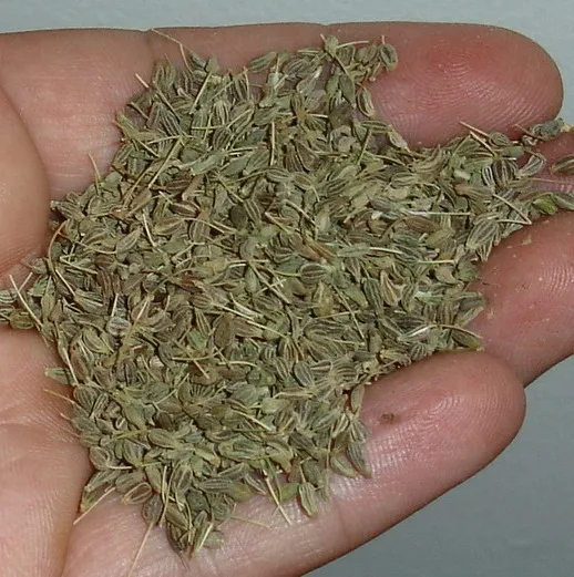 Aniseed 3